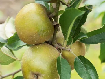 Pommier "Court Pendu du Limousin"