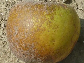 Pommier "Grain d'Or"