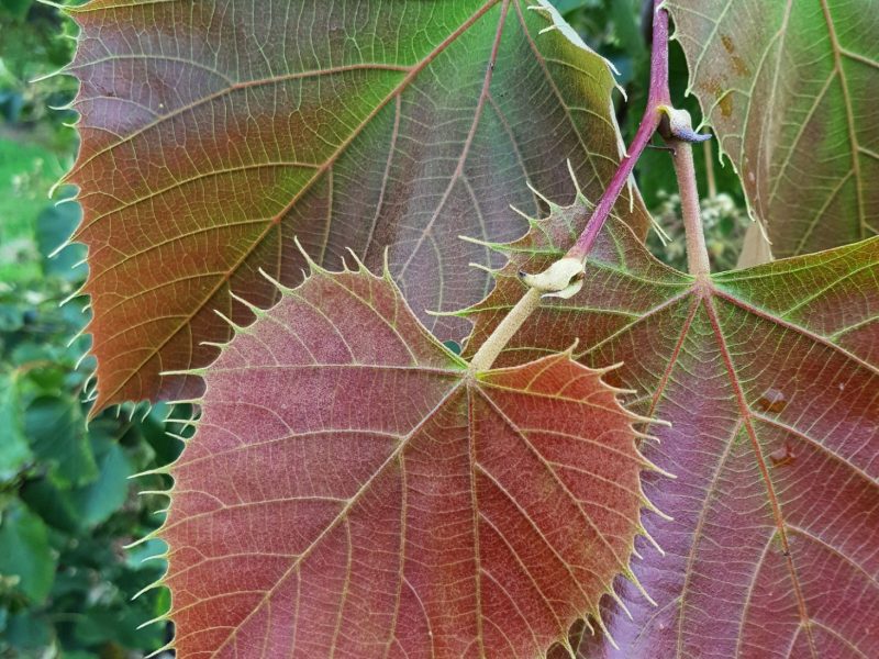 Arbre paysager L'Absie en Deux Sèvre près de Bressuire