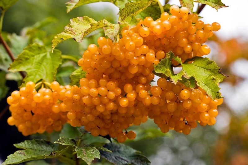 VIBURNUM opulus "Xanthocarpum"