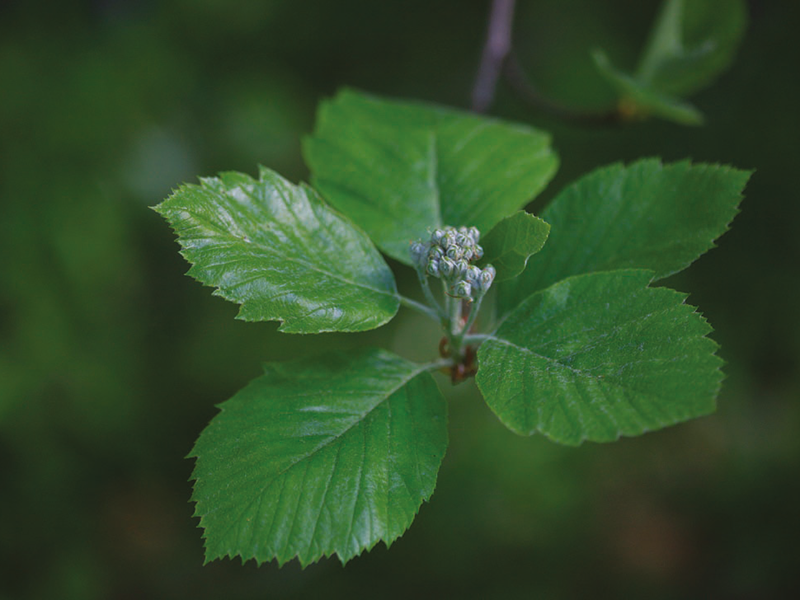 Plantes rares et exceptionnelles
