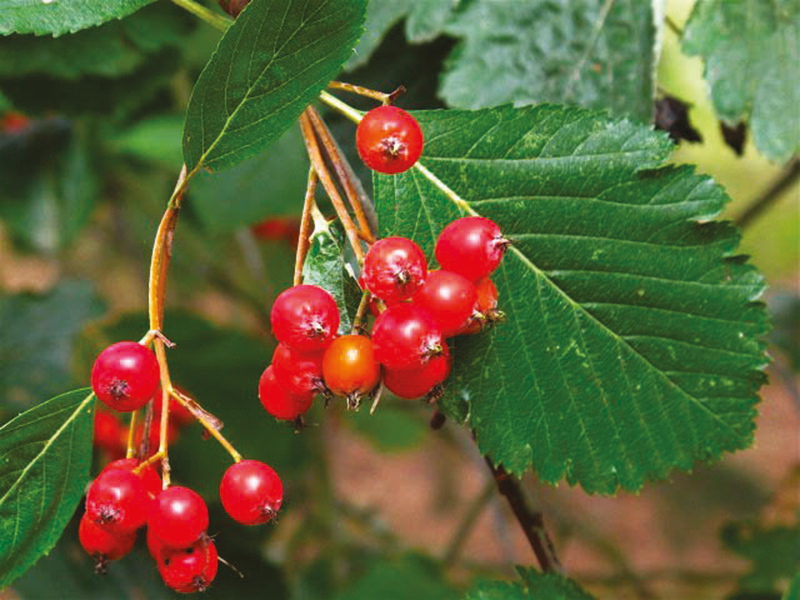 Plantes rares et exceptionnelles