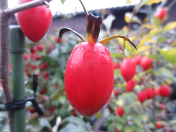 DIOSPYROS Rhombifolia