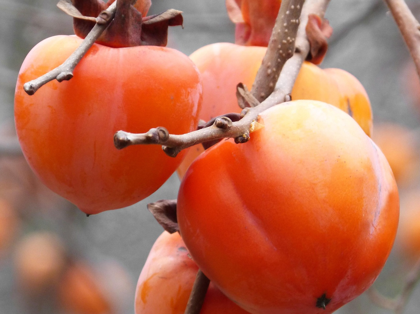 DIOSPYROS kaki "Sharon"