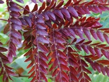 Gleditsia triacanthos "Rubylace"