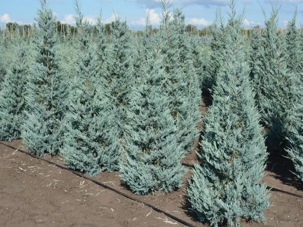 Cuppressus arizonica "Glauca Fastigiata"