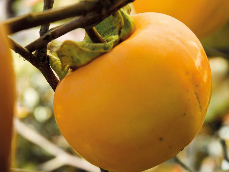 Plantes rares et exceptionnelles