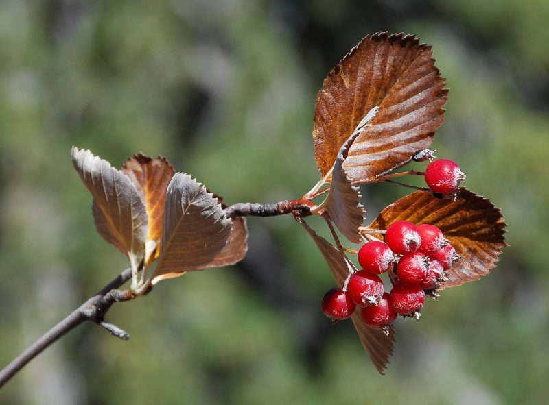 SORBUS gracea var orbiculata