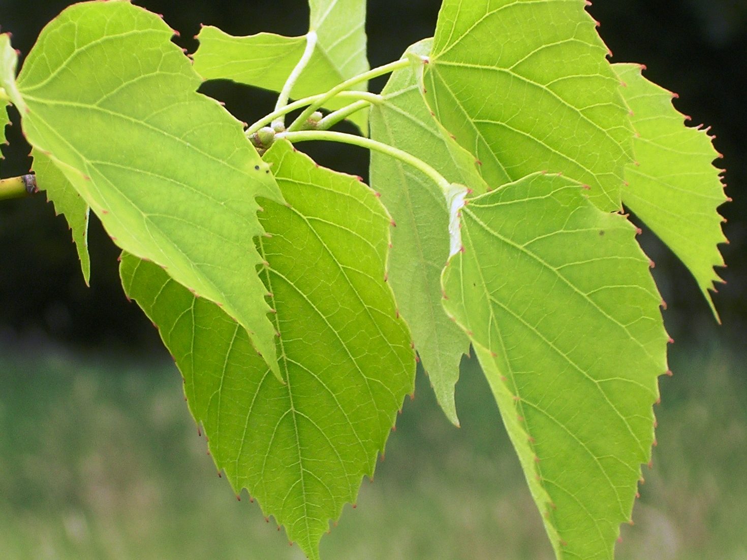 TILIA chingiana