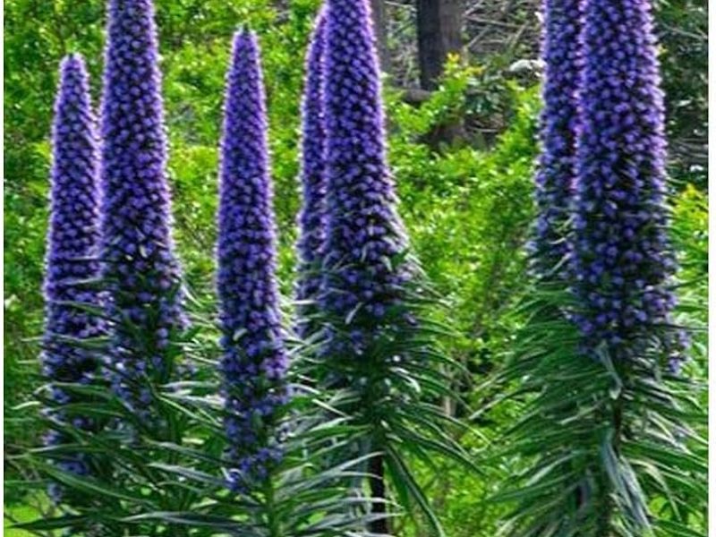 Echium candicans = Vipérine de Madère