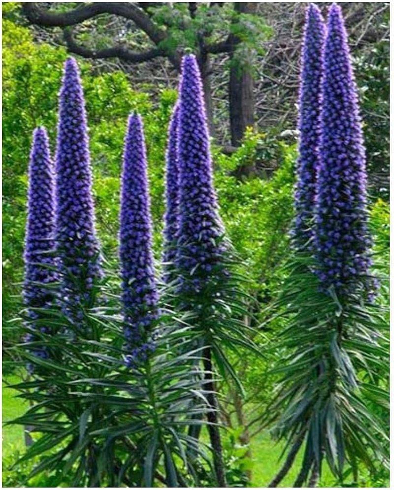 Echium candicans = Vipérine de Madère