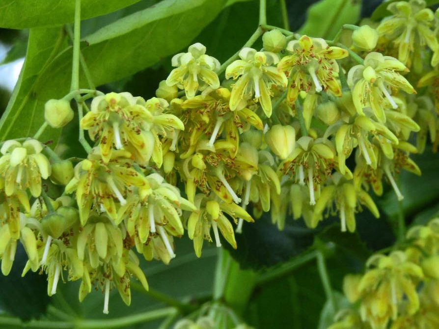 TILIA miqueliana