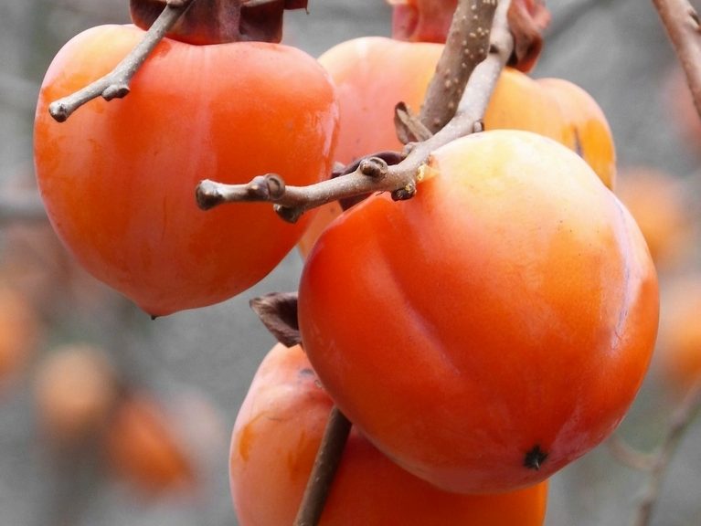 DIOSPYROS kaki "Tipo"