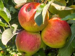 Pommier à cidre "Douce Coët ligné"