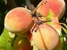 Pêche de Vigne à Chair jaune