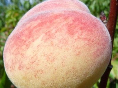 Pêche de Vigne à Chair blanche