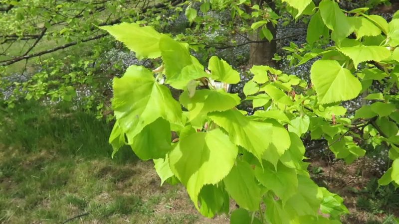 TILIA platyphyllos "Aurea"