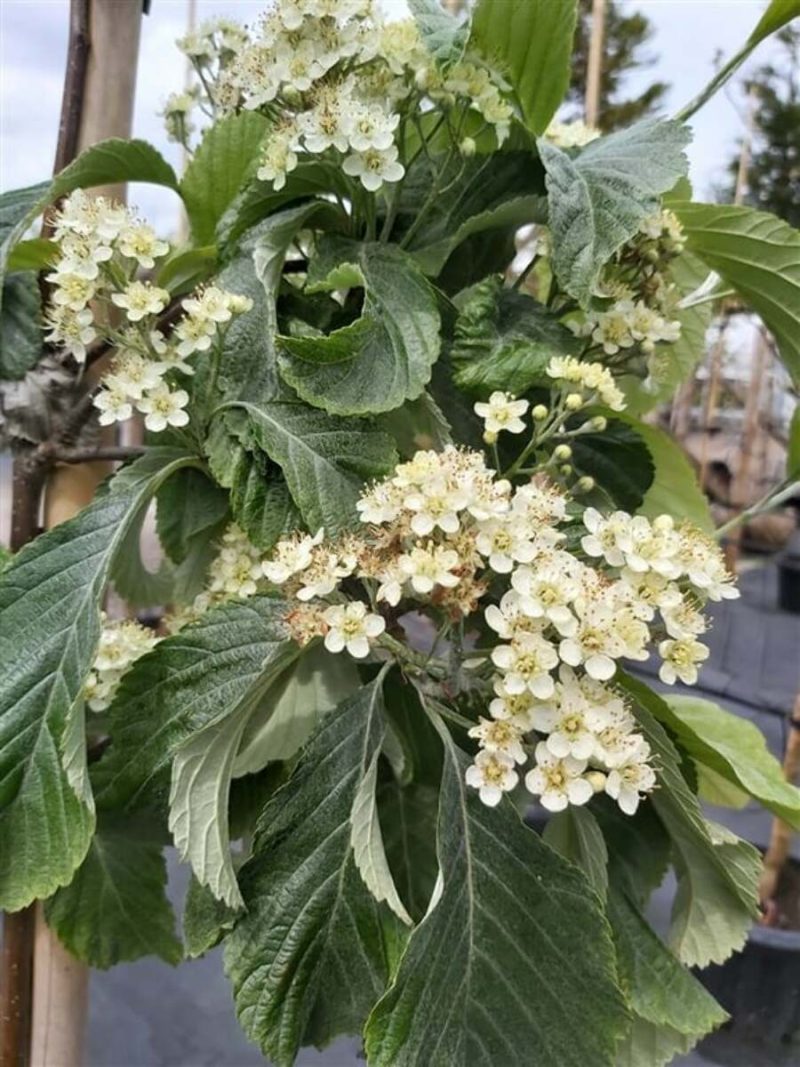 SORBUS aria "Wilfrid Fox"