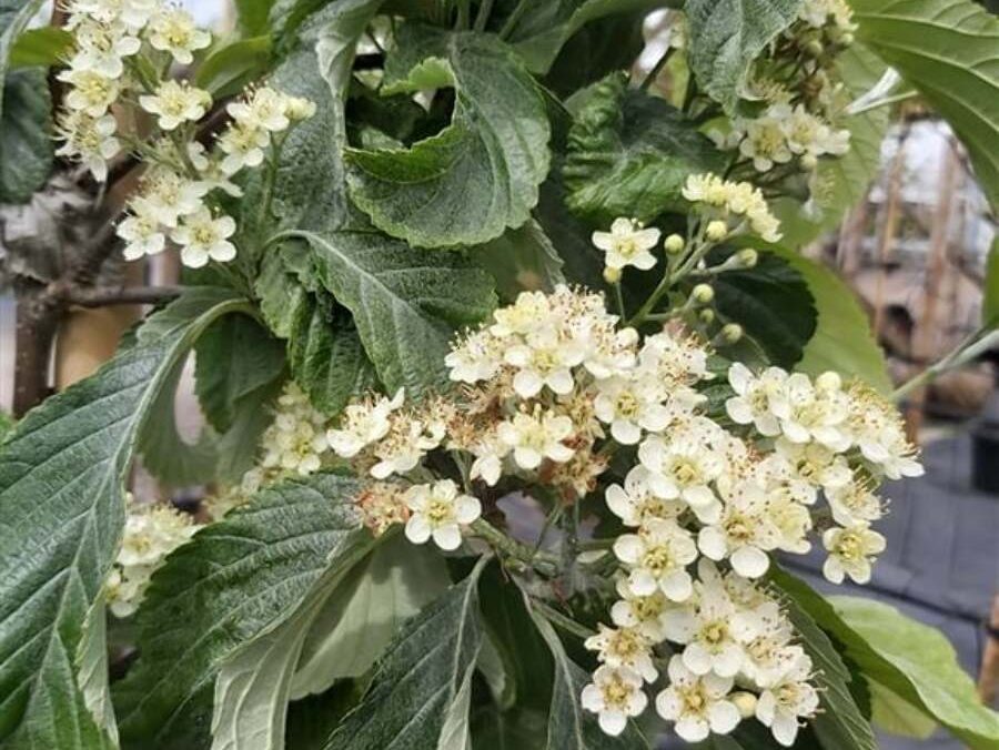 SORBUS aria "Wilfrid Fox"