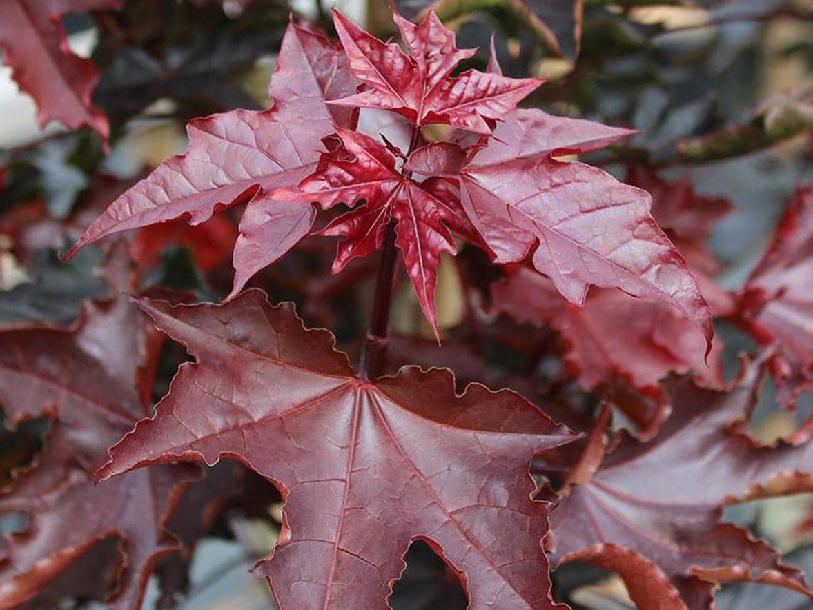 pépinière à L'Absie en Deux Sèvre près de Moncoutant sur Sèvre