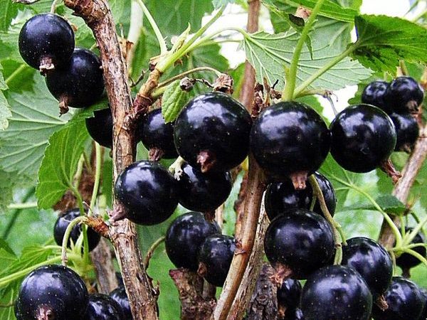 Ribes nigrum "Ben Hope"