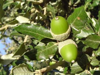 QUERCUS ilex = Chêne vert