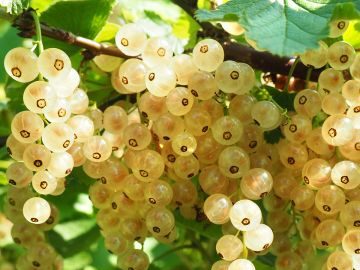 Groseille à grappes "Versaillaise blanche"