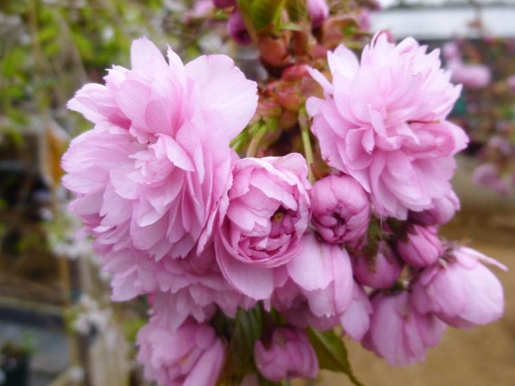 Prunus serrulata "Kiku Shidare Zakura"