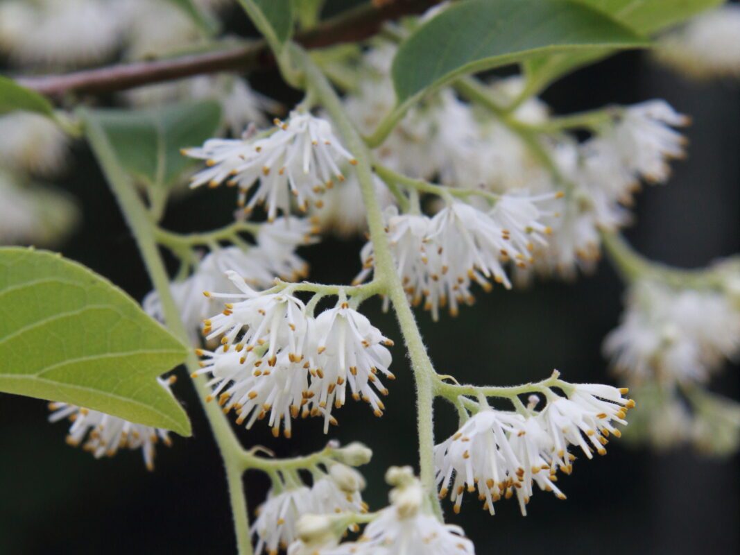 Arbre paysager L'Absie en Deux Sèvre près de Bressuire