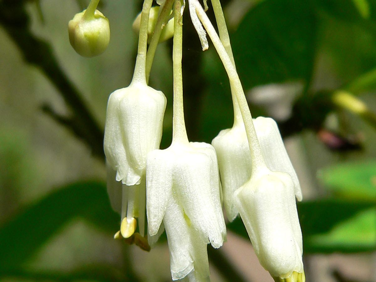 STAPHYLEA bolanderi