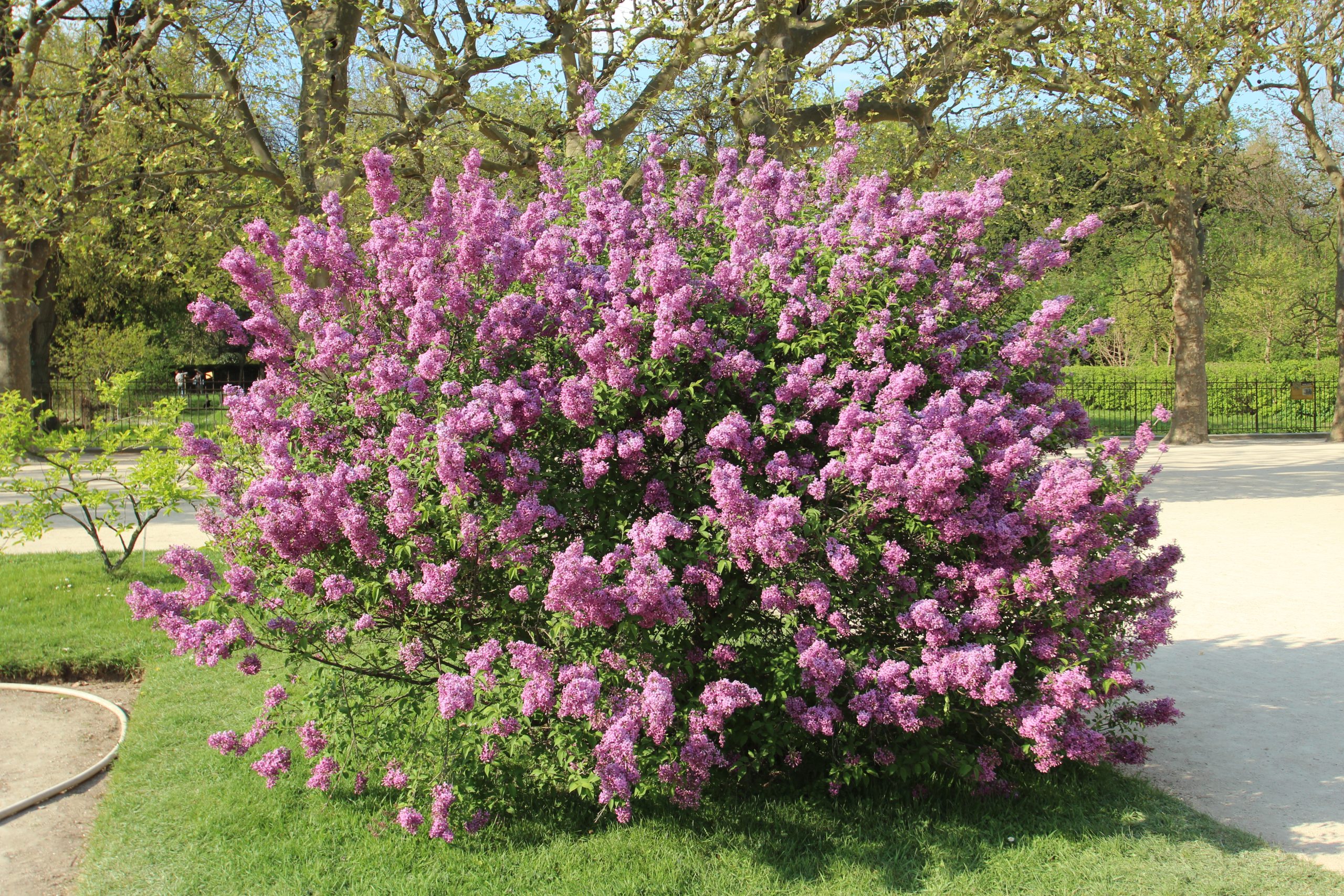 pépinière à L'Absie en Deux Sèvre près de Moncoutant sur Sèvre
