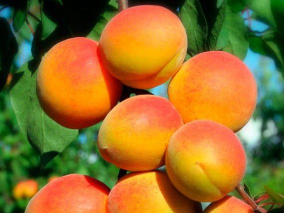 Prunus armeniaca "Polonais"