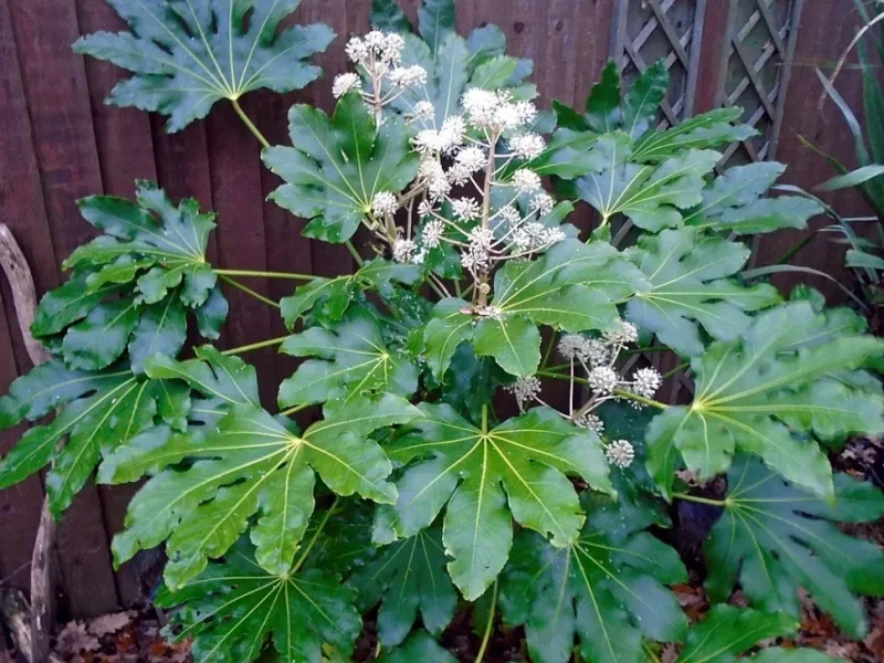 FATSIA japonica