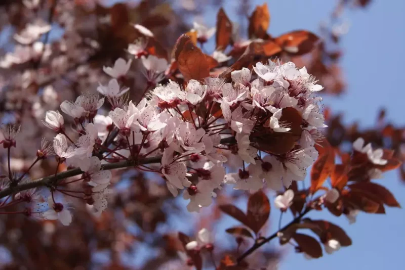 Prunus pissardii "Nigra"