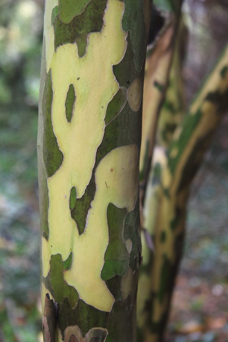 CORNUS wilsoniana