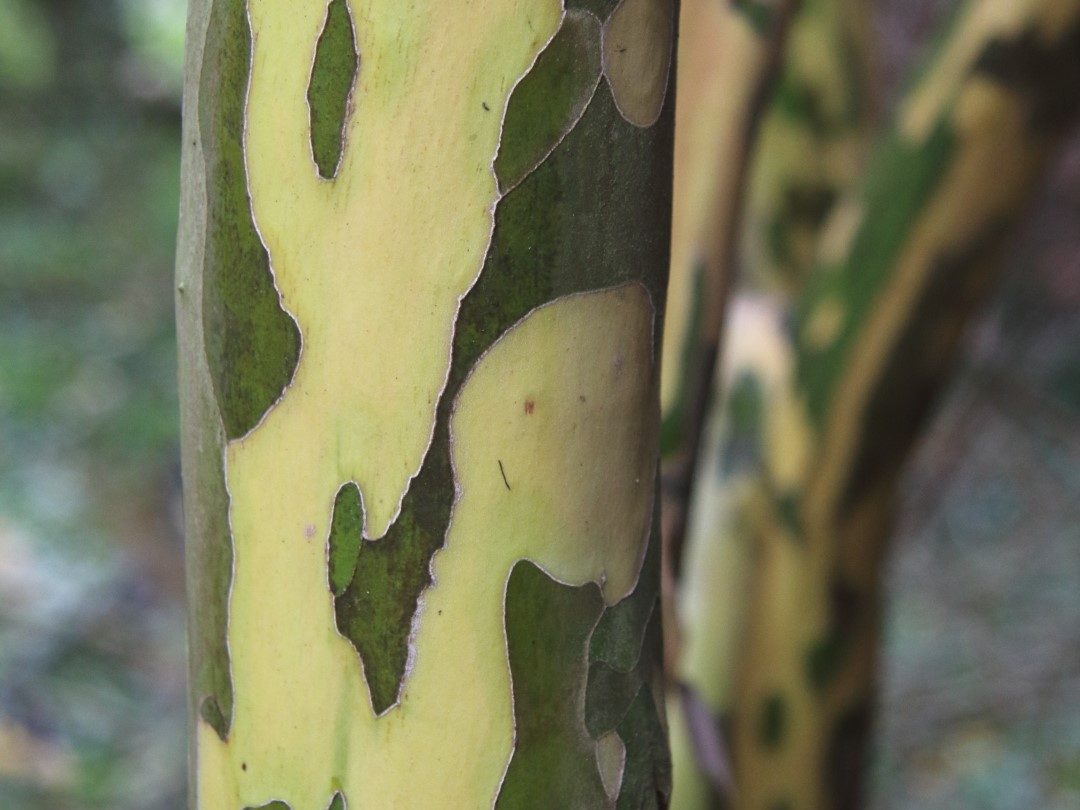 pépinière à L'Absie en Deux Sèvre près de Moncoutant sur Sèvre