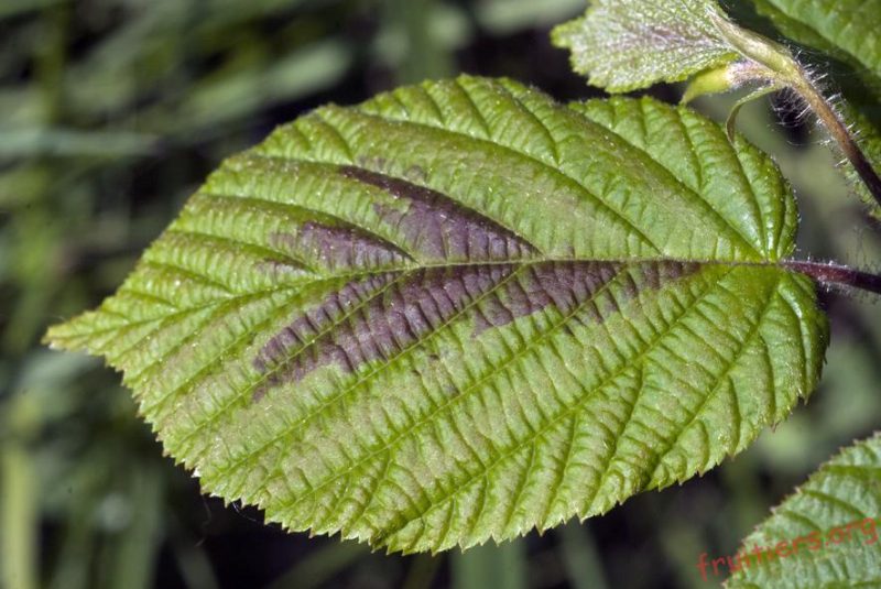 CORYLUS sieboldiana