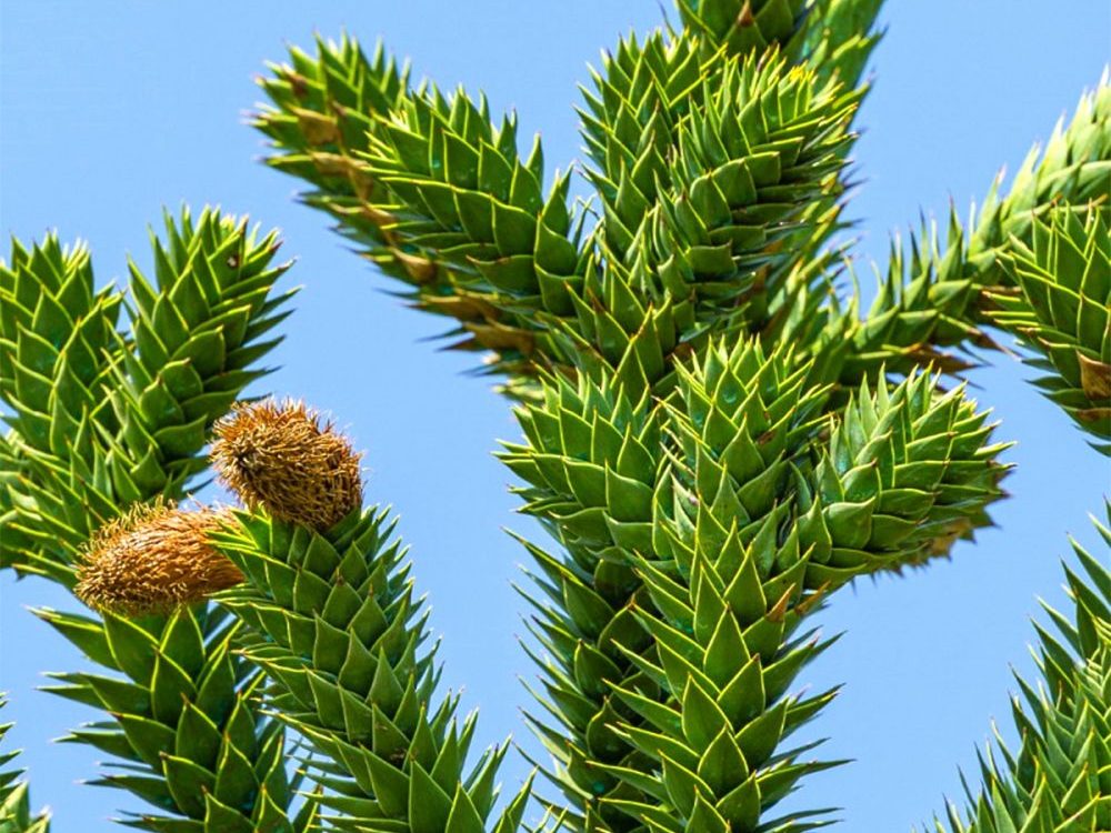 pépinière à L'Absie en Deux Sèvre près de Moncoutant sur Sèvre
