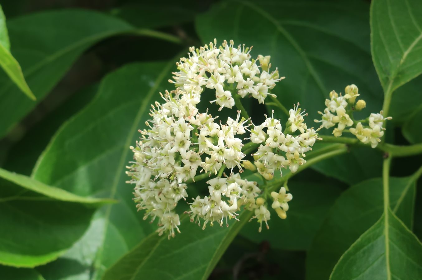 Lilas pour piscine naturelle à Moncoutant