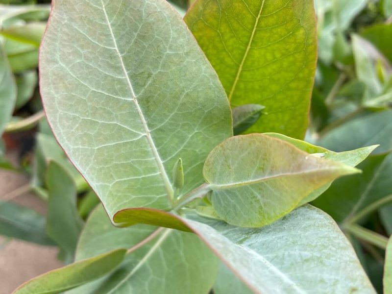 EUCALYPTYUS nitens