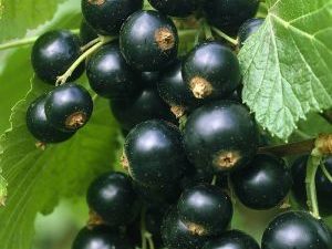 Ribes nigrum "Ben Lomond"