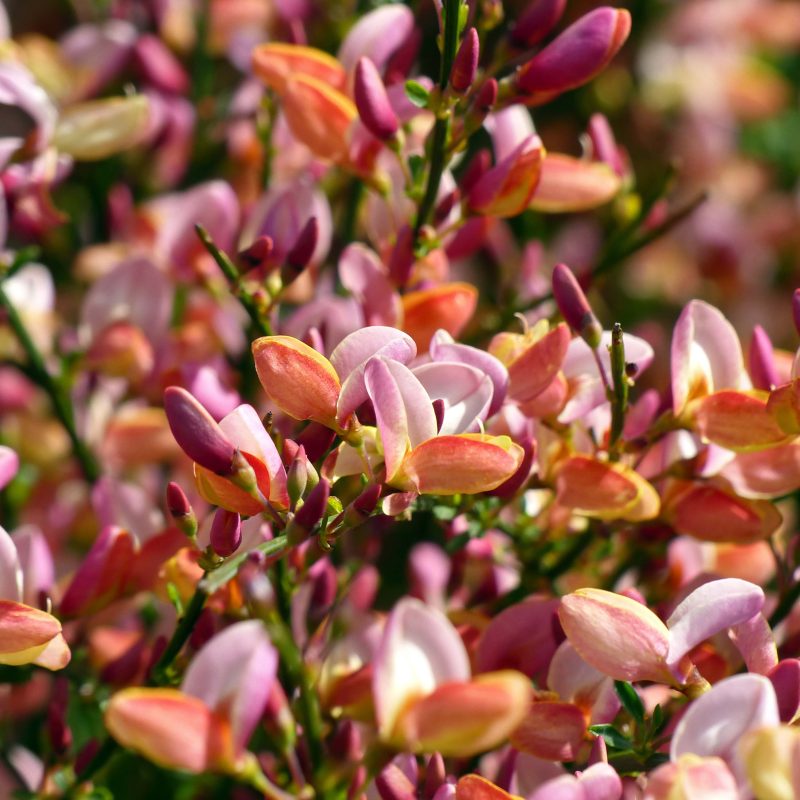 Cytisus praecox "Zeelandia"