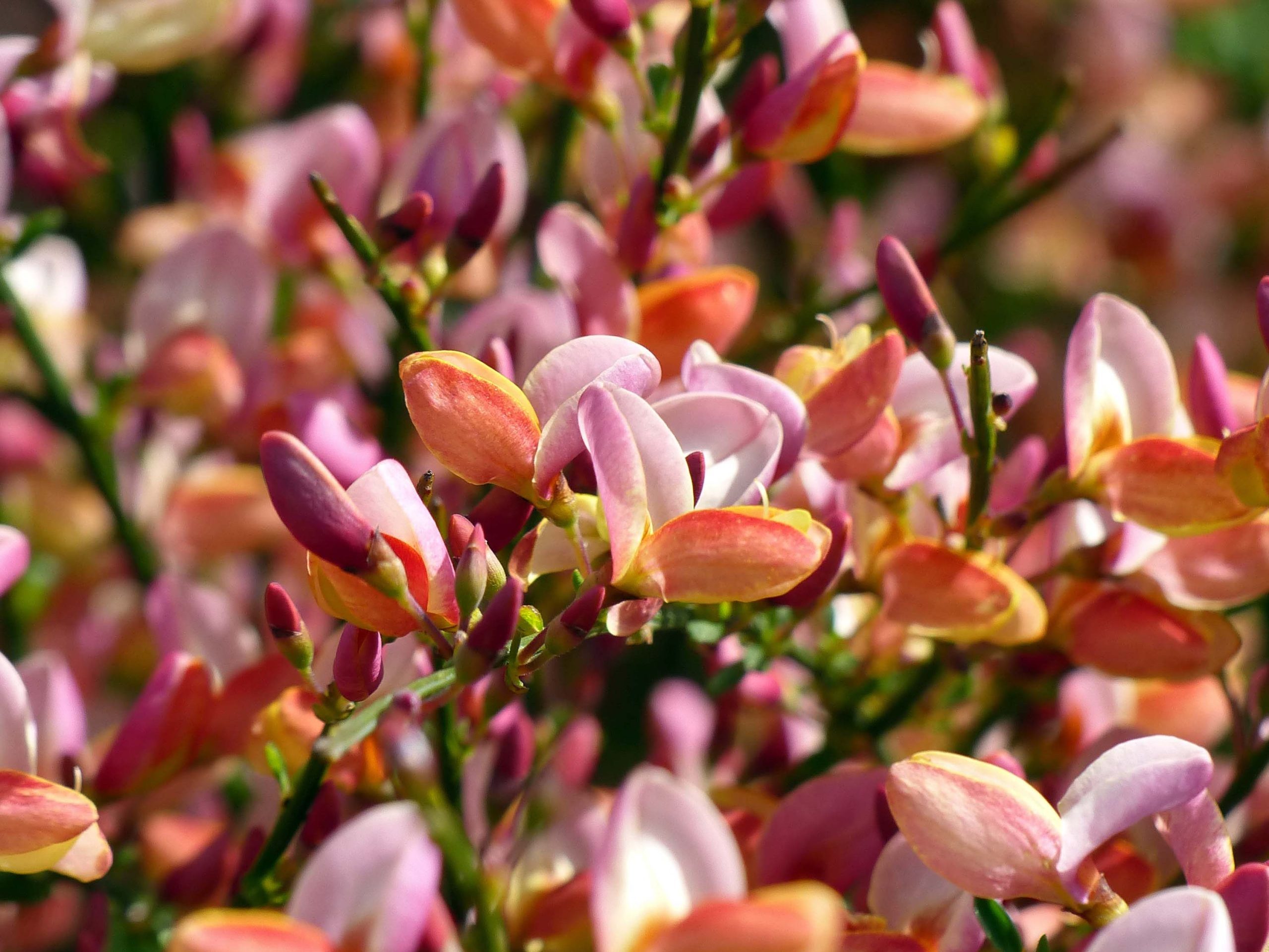 Cytisus praecox "Zeelandia"