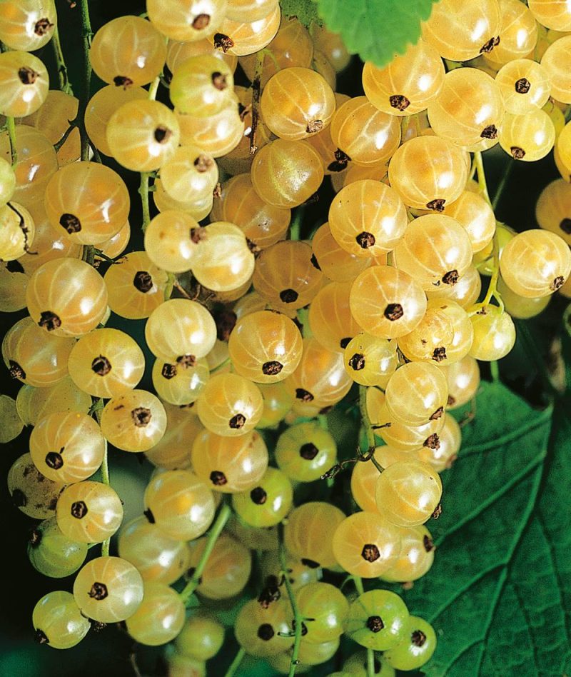 Groseille à grappes blanche