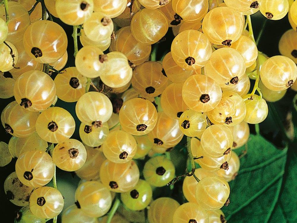 Groseille à grappes blanche