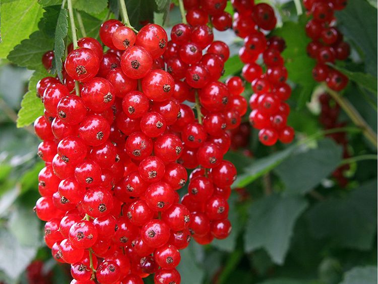 Groseille à grappes rouge