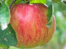 Pommier "Belle Fille de l'Indre"