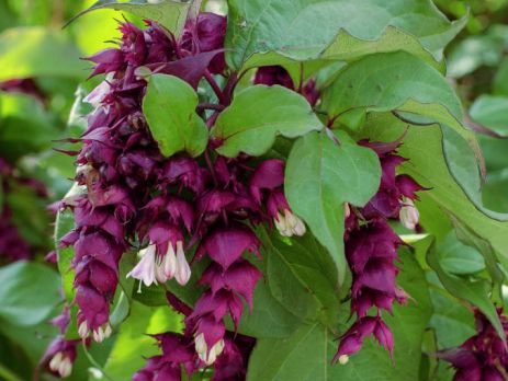 LEYCESTERIA formosa