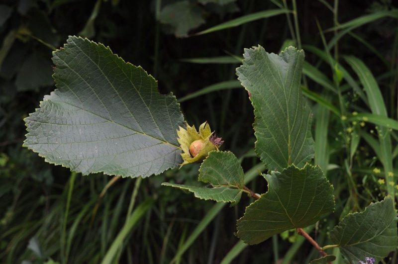 CORYLUS heterophylla "var "Sutchensio"