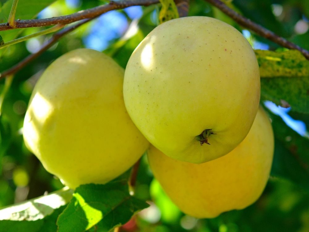 Pommier "Golden Delicious"